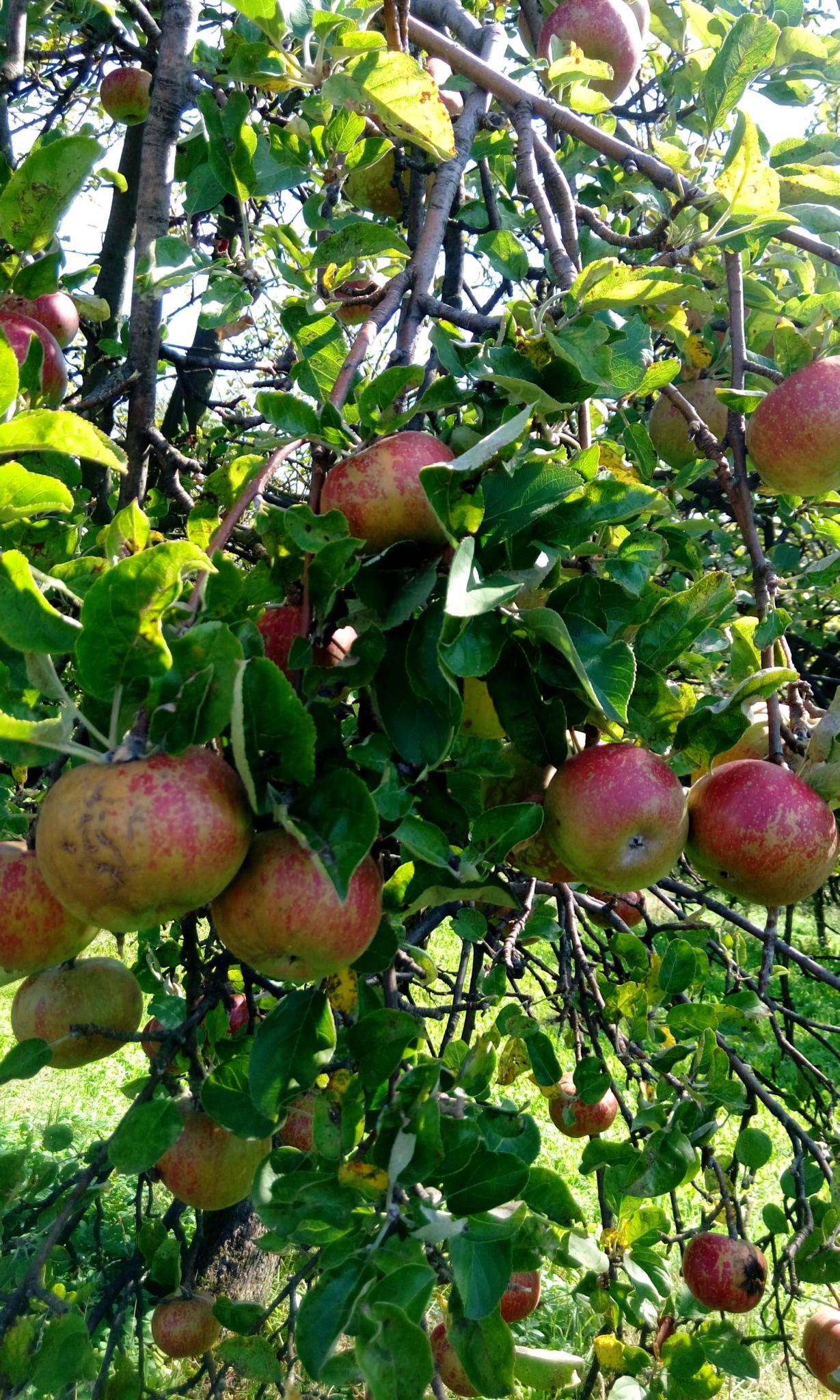 Dojrzałe jabłka na gałęzi jaļłoni w słoneczny dzień. Zdjęcie z Sadu cydrowni Smykan