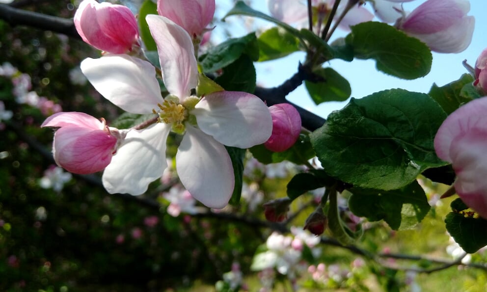 zbliżenie na kwiat jabłoni w sadzie przy cydrowni Smykan.